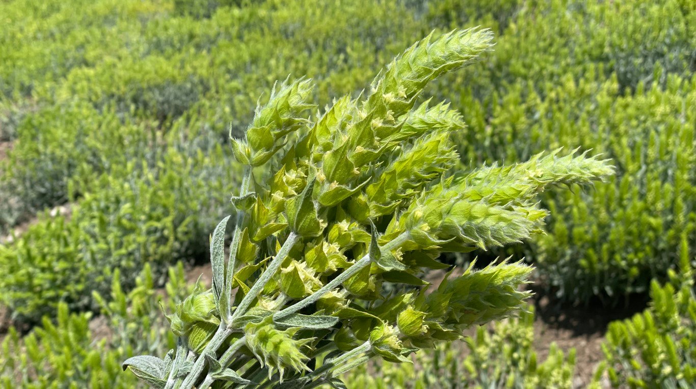 букет мурсалску чай на фона на поле от същия