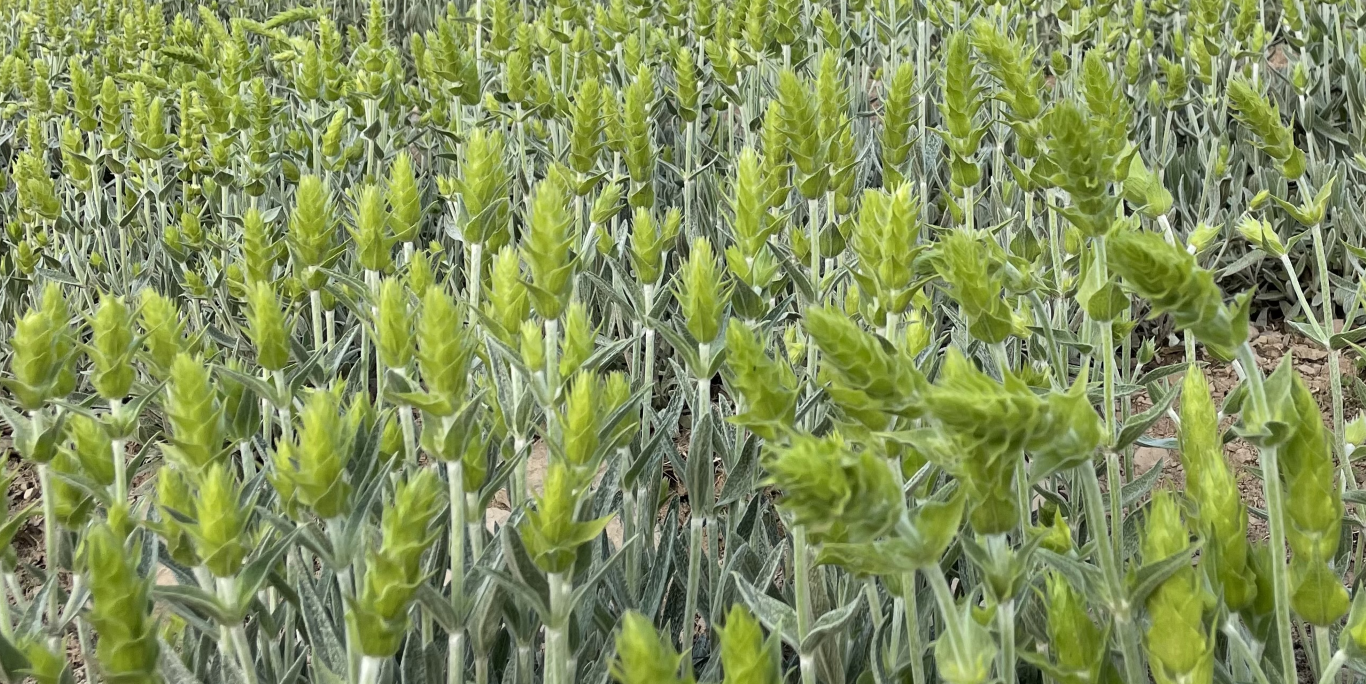 изглед от поле, небе, палатки