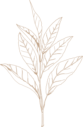 outline of a leaf